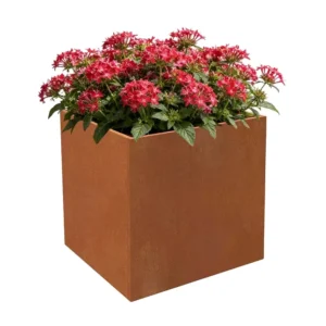 Corten steel planter box 50 x 50 x 50 cm with red flowers on white background