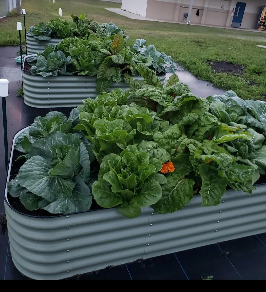 Galvanized steel raised garden beds used for vegetables in a commercial landscaping and community garden project